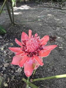 Bras. Lilie Suriname