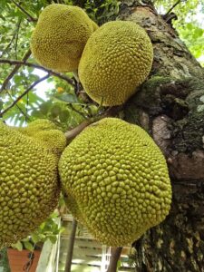 Jackfruit Suriname