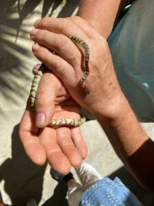 Schlange vom Tape befreit